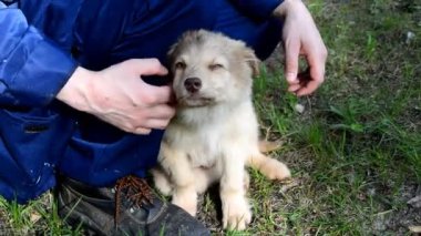 Mavi tulumlu bir adamın elleri köpek yavrusunu yakından okşuyor..
