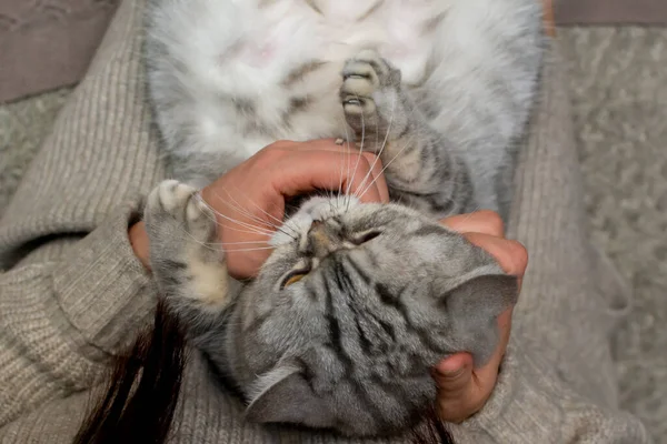 Evcil kedi ev sahibesinin ellerinde yatıyor.