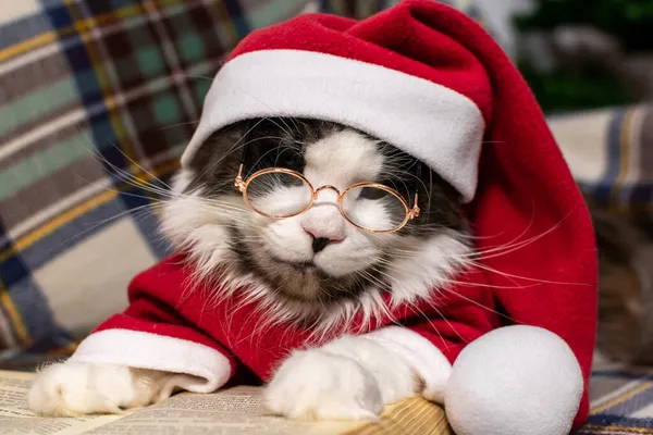 Schattige grijze kat in een rode kerst hoed is het lezen van een boek. Kerstconcept — Stockfoto