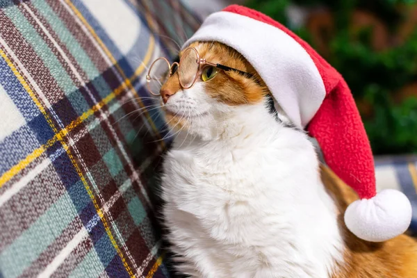 Rozkošná šedá kočka v červeném vánočním klobouku čte knihu. vánoční koncept — Stock fotografie