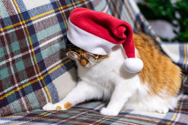 Uroczy szary kot w czerwonym świątecznym kapeluszu czyta książkę. Koncepcja Bożego Narodzenia — Zdjęcie stockowe