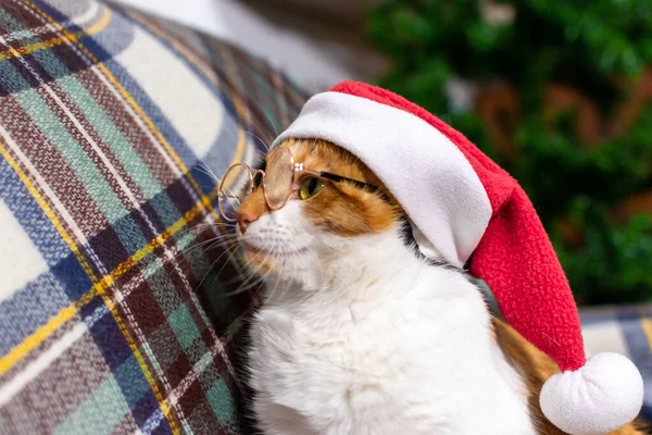 Adorabile gatto grigio in un cappello rosso di Natale sta leggendo un libro. concetto di Natale — Foto Stock