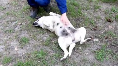 Mavi tulumlu bir adamın elleri köpek yavrusunu yakından okşuyor..
