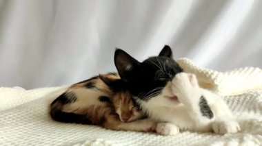 siyah, beyaz ve üç renkli kedi yavruları beyaz bir battaniyenin üzerinde açık arkaplanda otururlar..