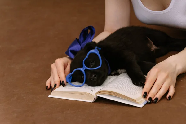 Cachorro negro con gafas de juguete azul está acostado en un libro — Foto de Stock