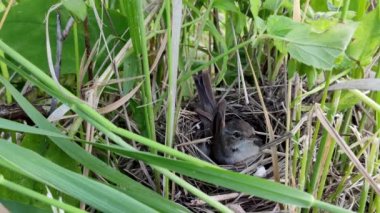 Kuş yuvasından uçar.