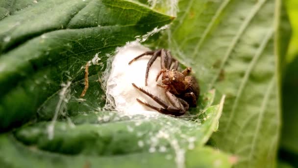 Spinnenweibchen bewacht einen Kokon aus Eiern in einem grünen Blatt. — Stockvideo