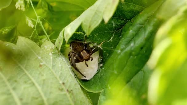 Női pók őriz egy gubó tojás egy zöld levél. — Stock videók