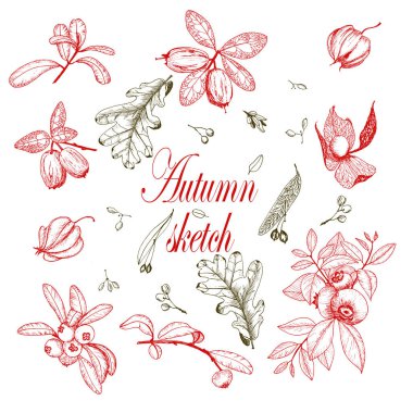 Kırmızı ve koyu kahverengi renkli böğürtlen ve yapraklar..