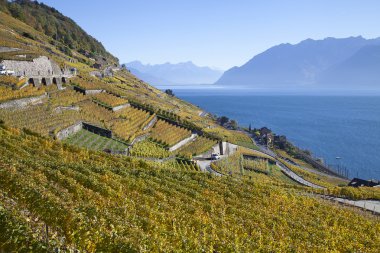 lavaux bölgedeki üzüm bağları