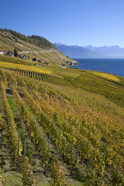 Vineyards of the Lavaux region — Stock Photo, Image