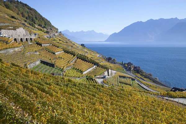 Vineyards of the Lavaux region — Stock Photo, Image