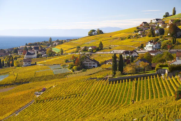 Vineyards of the Lavaux region — Stock Photo, Image