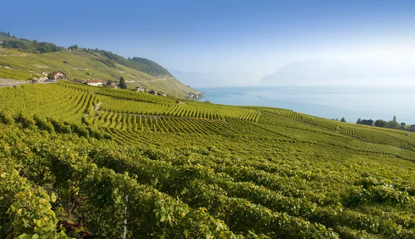 Vineyards of the Lavaux region — Stock Photo, Image