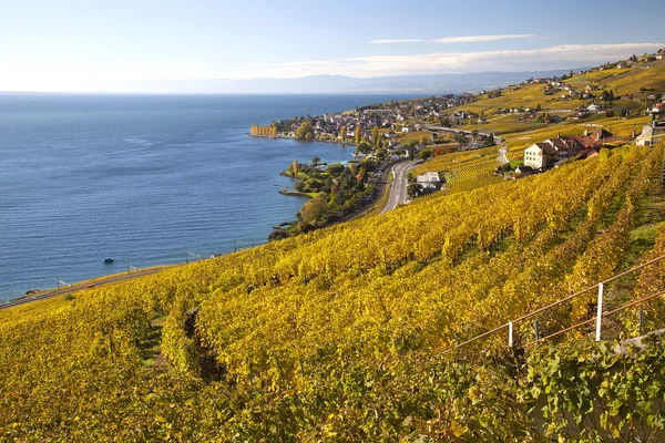 Vineyards of the Lavaux region — Stock Photo, Image