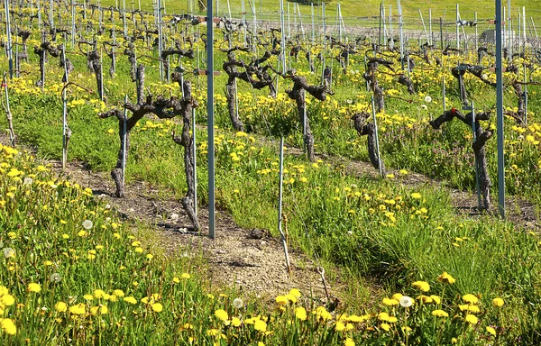 Vinhas da região de Lavaux — Fotografia de Stock