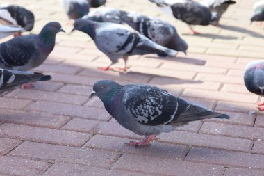 Uraban yaban hayatı. Kaya güvercini veya güvercin, Columbidae familyasından bir kuş türü. Kaya güvercinleri, ıskartaya çıkmış yiyecek ve kuş yemi sunarak yaşayan sokakları ve meydanları dolduruyor. Yumuşak odak