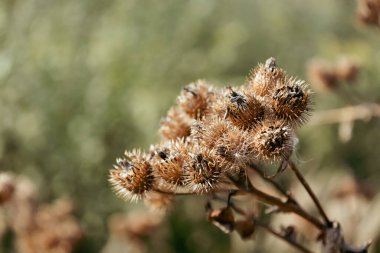 Herb Burdock bitkisi ya da Asteraceae ailesinden Arctium bitkisi. Kuru kahverengi Arctium eksi. Sonbaharda kurumuş tohum başları. Keskin kancaları olan olgun burrs. Yumuşak odak