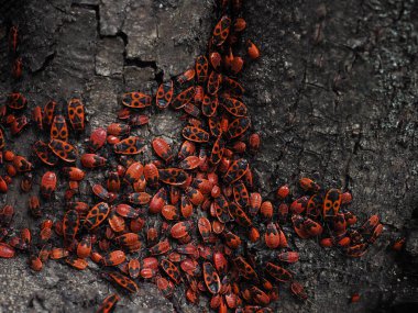 Ağaçtaki Avrupa Kundakçı Böceği. Büyük oranda kırmızı ve siyah renkli böcekler. Bahçedeki Pyrrhocoris apterus. Doğayı koruma kavramı. Yumuşak odak