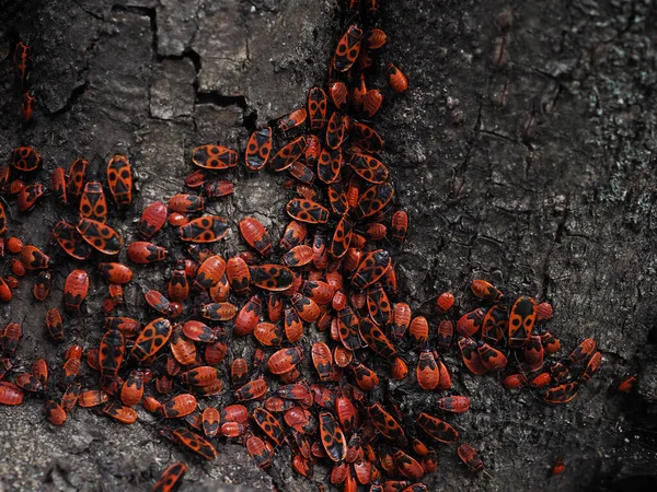 Ağaçtaki Avrupa Kundakçı Böceği. Büyük oranda kırmızı ve siyah renkli böcekler. Bahçedeki Pyrrhocoris apterus. Doğayı koruma kavramı. Yumuşak odak