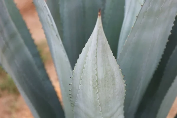 Details blue leaf of Agave americana. Species of flowering plant in family Asparagaceae. Thick and fleshy leaves with sharp thorns of maguey. Common names century plant or American aloe. Soft focus —  Fotos de Stock