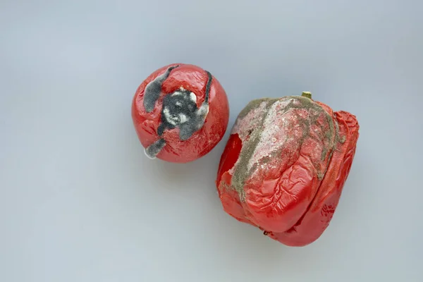 Rotten tomato and pepper with toxic dark mold, growing mildew and fungus on grey background. Expired vegetables. Wastage of Lycopersicon. Incorrect long-term storage. Food waste in supermarkets