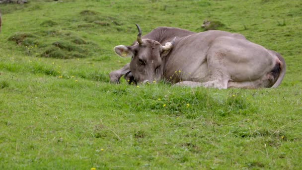 Sleeping Brown Cow Horns Green Meadow Daytime People Cloudy Sky — Stock Video