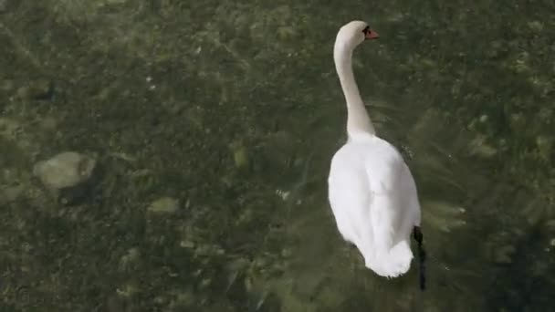 백조는 꼬리를 흔들며 강에서 수영하는 모습을 위에서 찍었다 — 비디오
