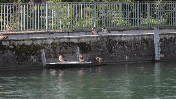 Several Ducks Male Female Standing Jetty River Mossy Wall Background — Stockvideo