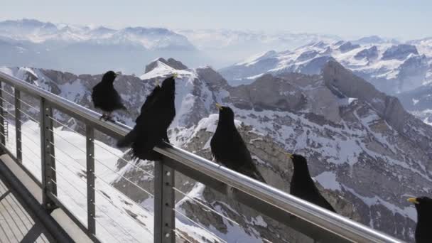 Many Black Ravens Fighting Food Steel Railing Sntis Mountain Terrace — Wideo stockowe
