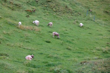 Baharda büyük bir dağ çayırında bir sürü kahverengi ve beyaz keçi. İnsansız bulutlu bir gün.