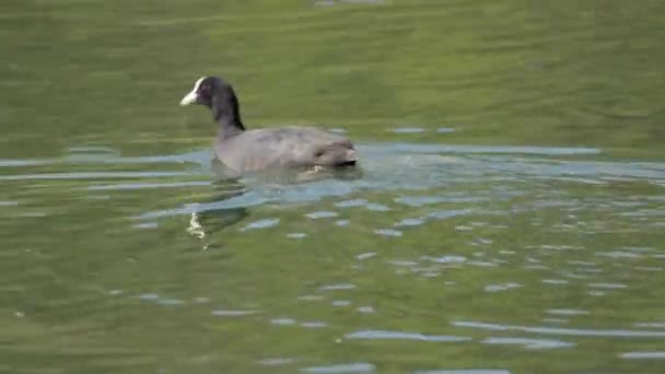 湖での黒い糞水の中での必死の採餌動物は前後に水 太陽から物事を選ぶ泳ぐ — ストック動画