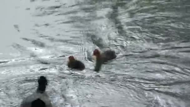 Madre Coot Nada Lago Hacia Sus Pequeños Bebés Busca Refugio — Vídeo de stock