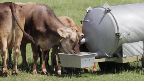 Cows Drinking Water Calves Special Metal Trailer Drinking Place Green — Vídeos de Stock