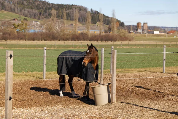 brown red horse in the box, eating oats, brown bucket, blue blanket protects the animal from cold weather and annoying insects, during the day without people