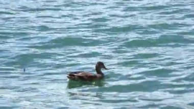 female mallard looking for food and wood material in turbulent lake, turquoise blue water in daytime sunshine, it is breeding season she will also build nests
