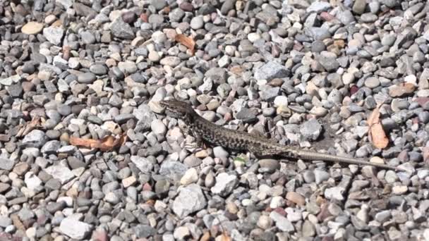 Wall Lizard Sunbathing Large Gravel Parking Lot Animal Almost Does — Stok video