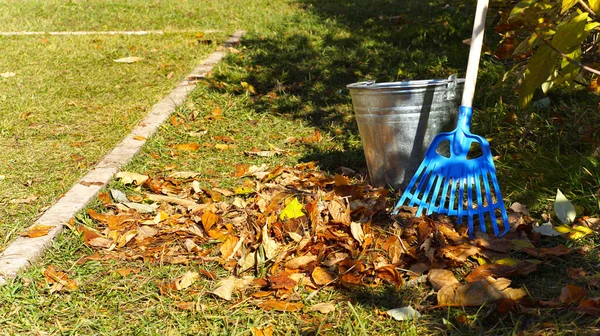 Secchio Metallo Rastrello Blu Raccolta Erba Foglie Autunnali Circondate Foglie — Foto Stock