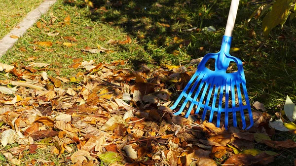 Металлическое Ведро Синие Грабли Сбора Травы Осенней Листвы Окруженные Сухими Стоковое Фото