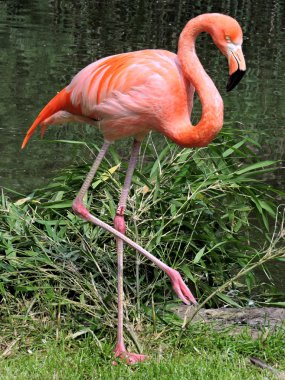 Flamingolar.