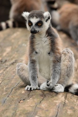 Lemur. clipart