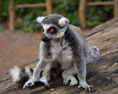 Lemur.