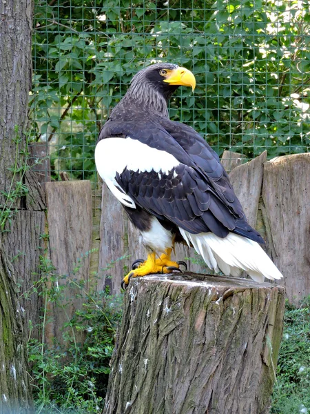 Aves. — Fotografia de Stock