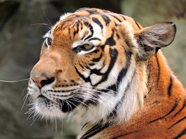 Tigre. — Fotografia de Stock