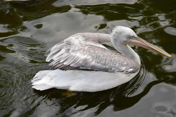 Pelicans. — Stock Photo, Image