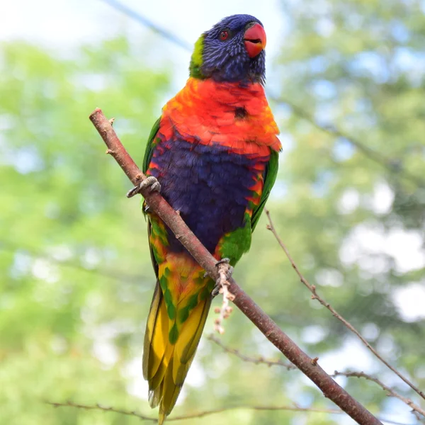 Parrot. — Stock Photo, Image