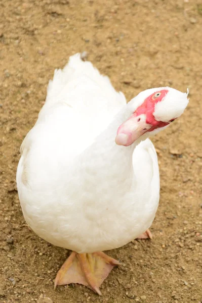 Vogels. — Stockfoto