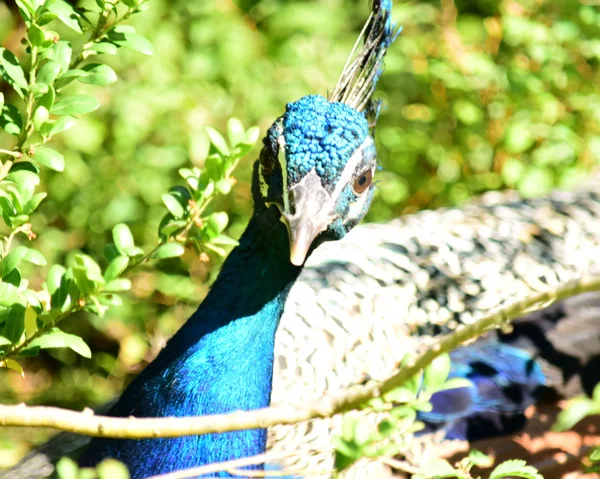 Pavão. — Fotografia de Stock