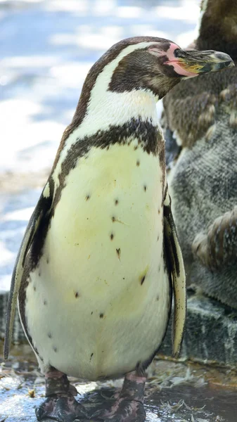 Penguen. — Stok fotoğraf