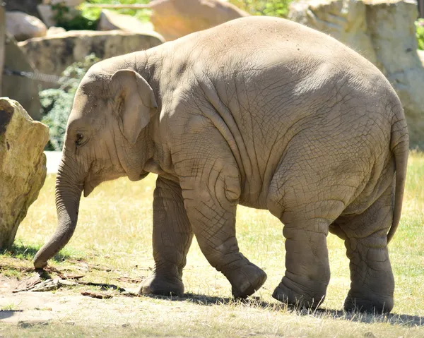 Elephant. — Stock Photo, Image